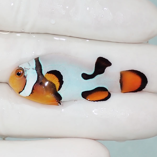 【現物1】Aグレード ブラックピカソクラウン 4.5cm±! 海水魚 クマノミ 餌付け 15時までのご注文で当日発送(t115(t207