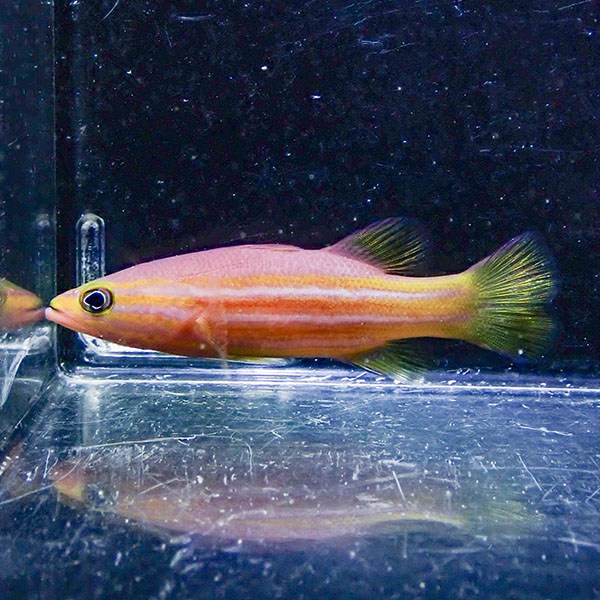 【現物】アフリカンリーフバスレット  6cm±! 海水魚  15時までのご注文で当日発送(t120(t207