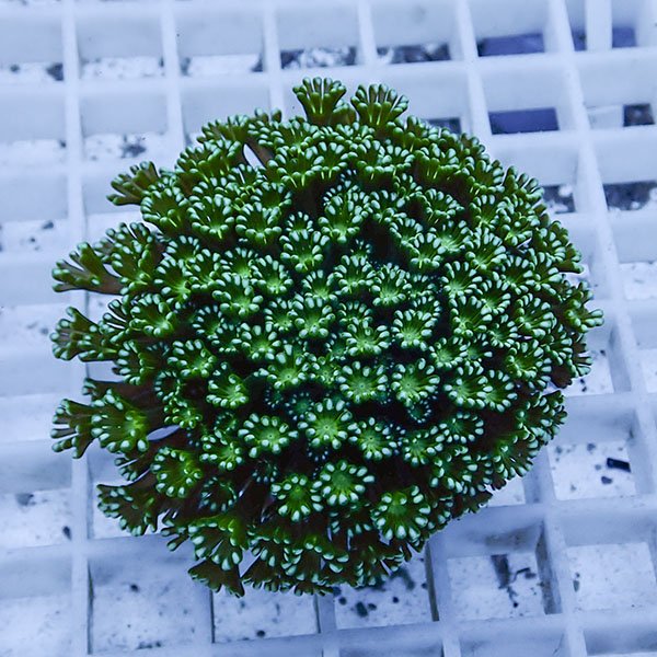 【サンゴ現物9】アワサンゴ! 15時までのご注文で当日発送 【サンゴ】(t221