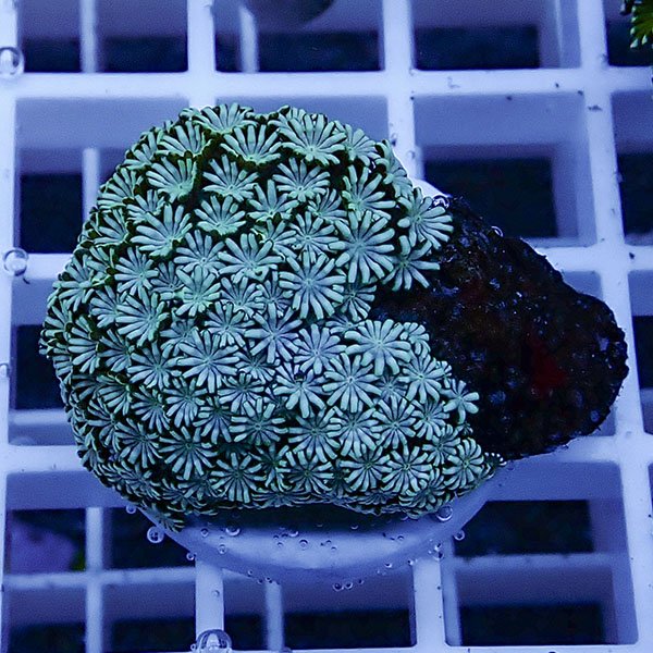 【サンゴ現物10】アワサンゴ! 15時までのご注文で当日発送 【サンゴ】(t221