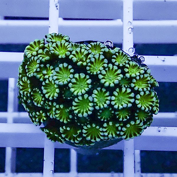 【サンゴ現物11】アワサンゴ! 15時までのご注文で当日発送 【サンゴ】(t221