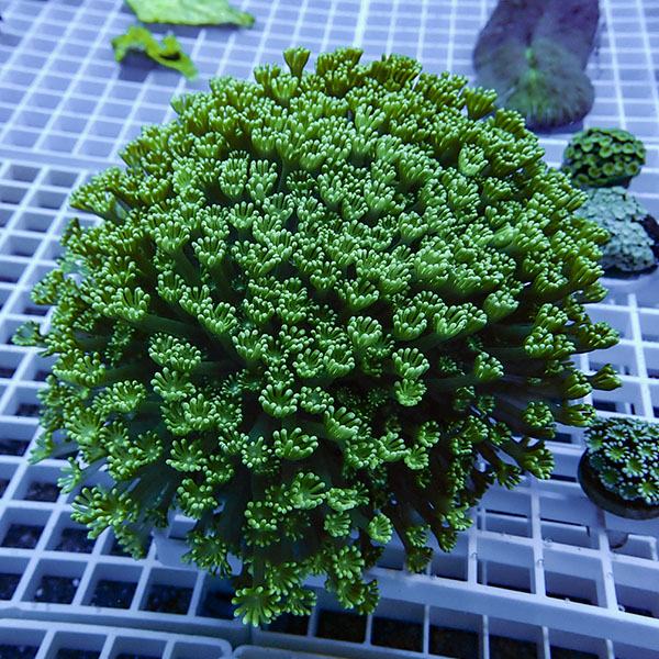 【サンゴ現物12】アワサンゴ 特大! 15時までのご注文で当日発送 【サンゴ】(t221