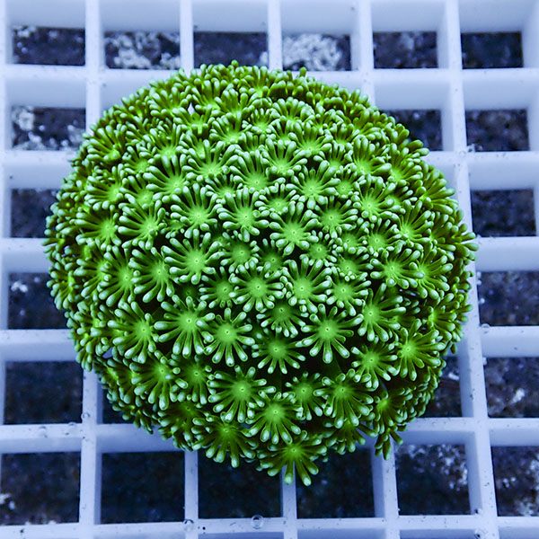 【サンゴ現物13】アワサンゴ! 15時までのご注文で当日発送 【サンゴ】(t221