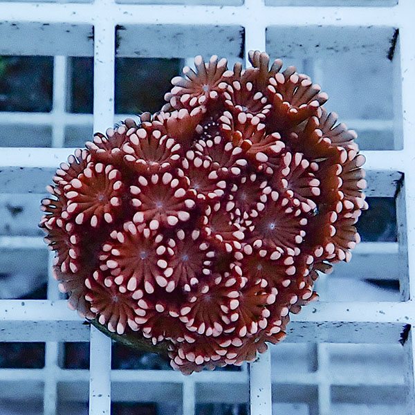 【サンゴ現物14】アワサンゴ! 15時までのご注文で当日発送 【サンゴ】(t221