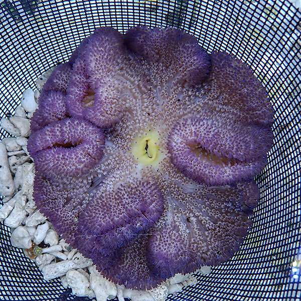 【現物11】ハタゴイソギンチャク パープル 18-20cm±!15時までのご注文で当日発送(t213