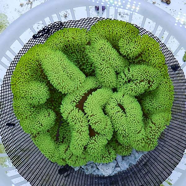 【現物12】ハタゴイソギンチャクグリーン 22-26cm±!15時までのご注文で当日発送(t213