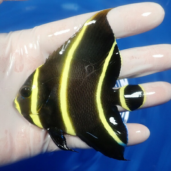 【現物5】フレンチエンゼル 8.5cm± !海水魚 ヤッコ 15時までのご注文で当日発送(t111(t207