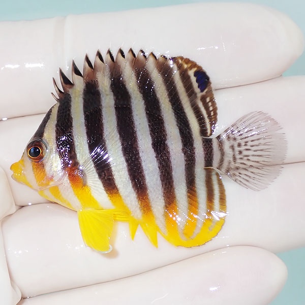 【現物15】シマヤッコ 5.5cm±! 海水魚 生体 15時までのご注文で当日発送(t111(t207