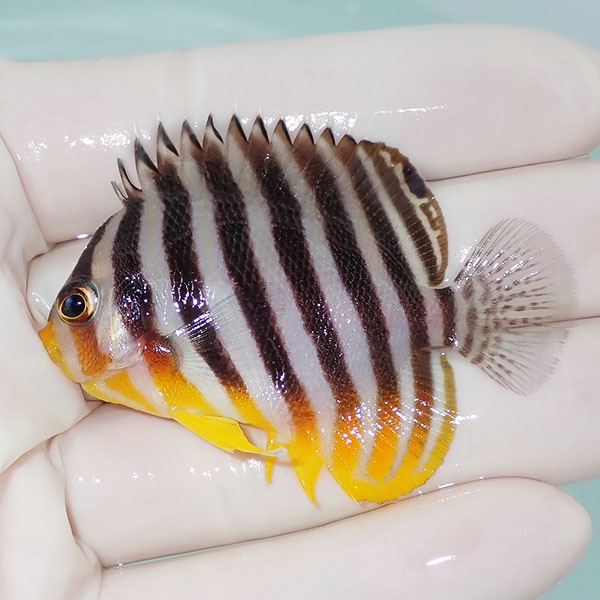 【現物17】シマヤッコ 5.8cm±! 海水魚 生体 15時までのご注文で当日発送(t111(t207