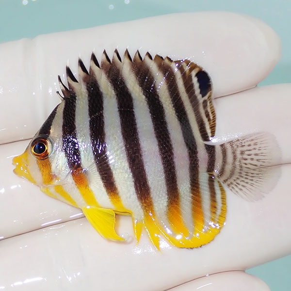 【現物18】シマヤッコ 5cm±! 海水魚 生体 15時までのご注文で当日発送(t111(t207