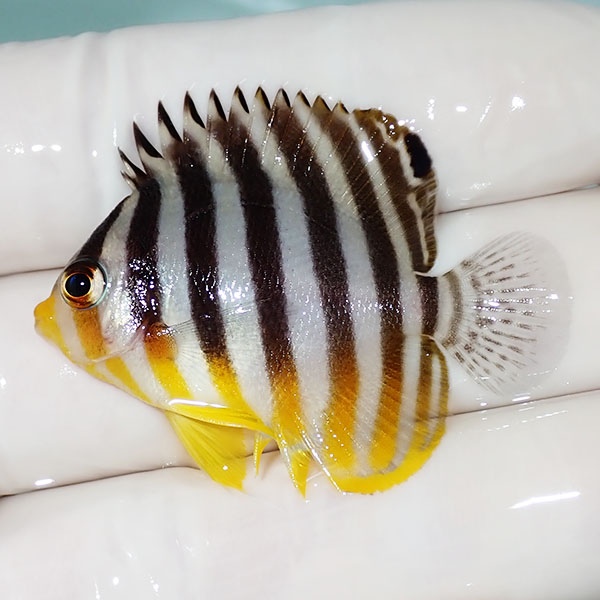 【現物19】シマヤッコ 4.5cm±! 海水魚 生体 15時までのご注文で当日発送(t111(t207