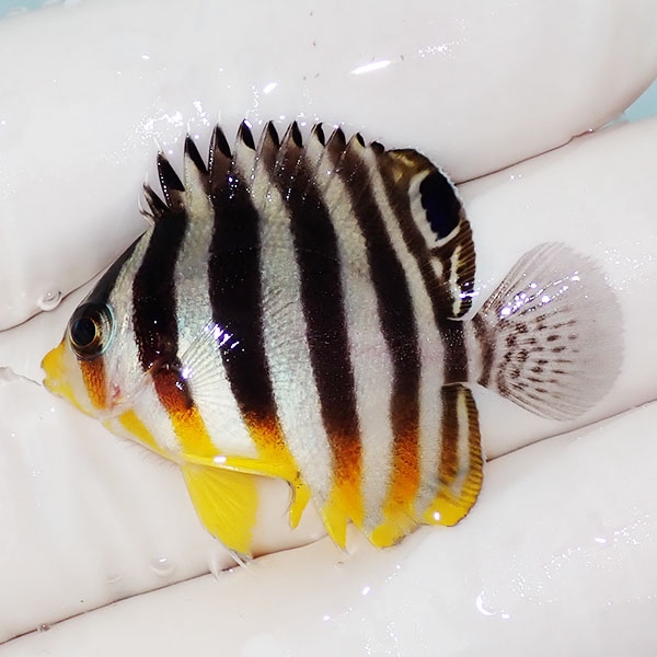 【現物20】シマヤッコ 3.5cm±! 海水魚 生体 15時までのご注文で当日発送(t111(t207