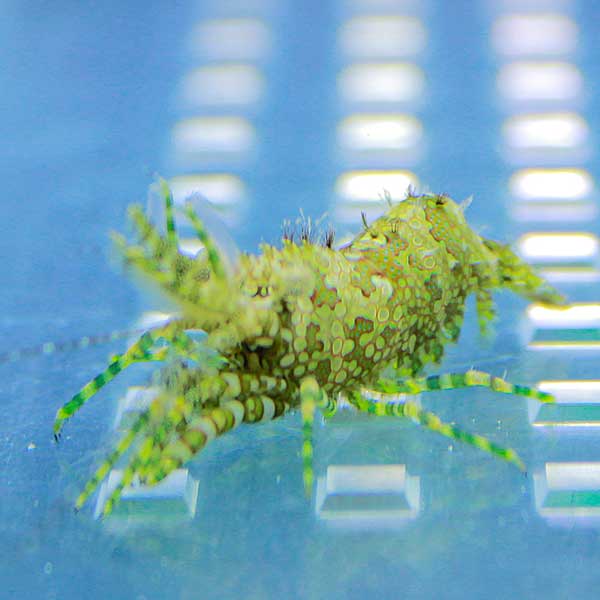 フシウデサンゴモエビ 10匹セット 【コケ取り】!  海水魚 エビ 【15時までのご注文で当日発送】(t129