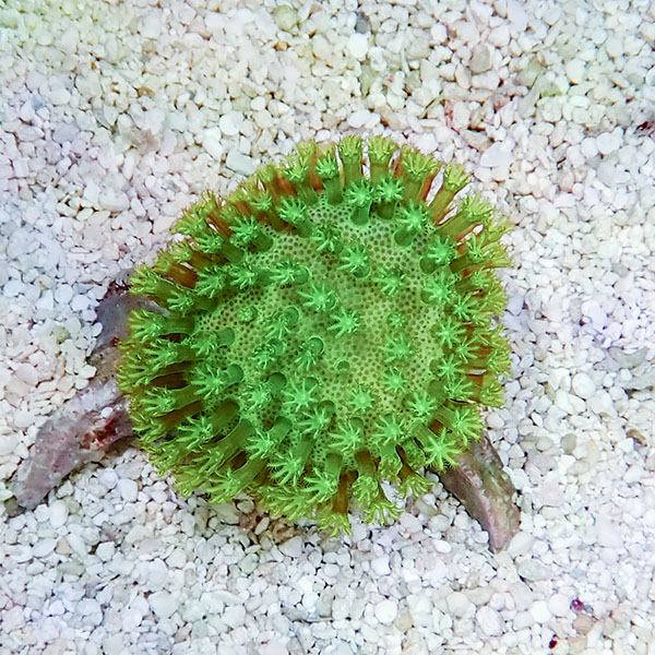 【サンゴ現物6】ウミキノコ メタリックグリーン 3.5-4cm!15時までのご注文で当日発送 【サンゴ】(t147