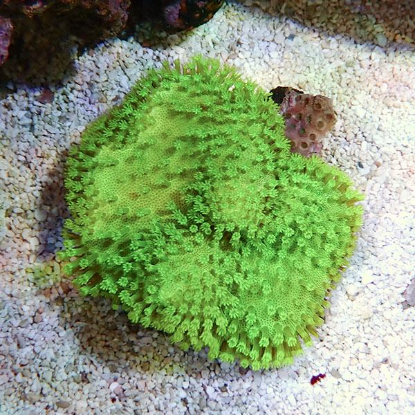 【サンゴ現物7】ウミキノコ メタリックグリーン 7-6cm!15時までのご注文で当日発送 【サンゴ】(t147