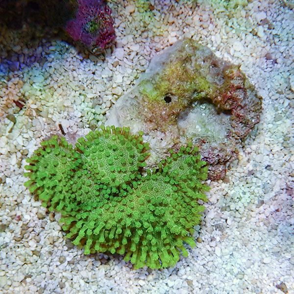 【サンゴ現物8】ウミキノコ メタリックグリーン 6-5!15時までのご注文で当日発送 【サンゴ】(t147