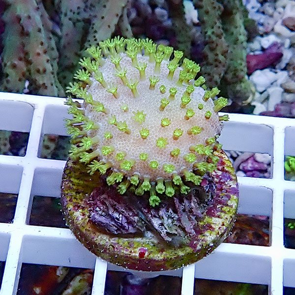 【サンゴ現物9】ウミキノコ メタリックグリーン !15時までのご注文で当日発送 【サンゴ】(t147