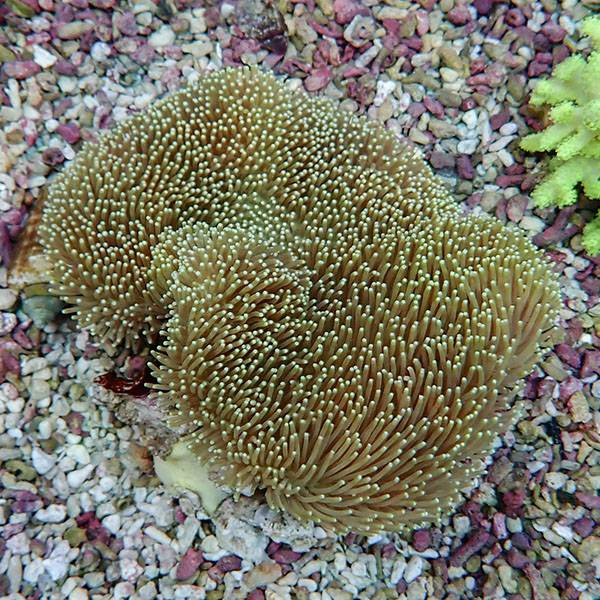 【サンゴ現物10】ウミキノコ 11-9cm!15時までのご注文で当日発送 【サンゴ】(t147