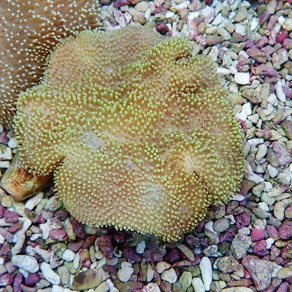 【サンゴ現物11】ウミキノコ 8-7cm!15時までのご注文で当日発送 【サンゴ】(t147