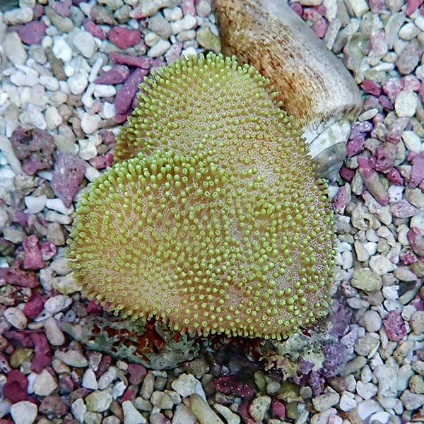 【サンゴ現物12】ウミキノコ 7-6cm!15時までのご注文で当日発送 【サンゴ】(t147