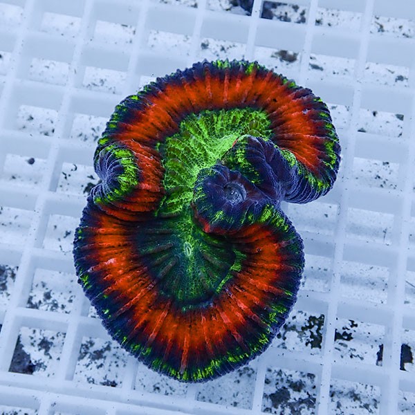 【サンゴ現物10】ブレインコーラル ! 15時までのご注文で当日発送　【サンゴ】(t133