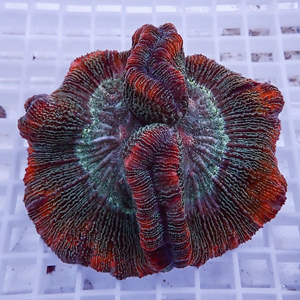 【サンゴ現物12】ブレインコーラル !15時までのご注文で当日発送　【サンゴ】(t133