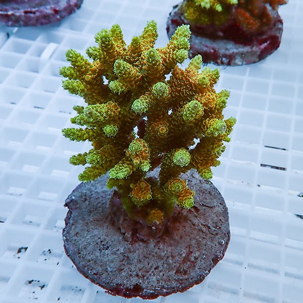 【サンゴ現物38】ブリードミドリイシ !15時までのご注文で当日発送 【ミドリイシ】(t214