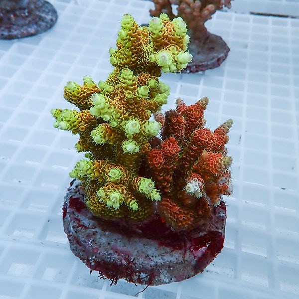 【サンゴ現物39】ブリードミドリイシ !15時までのご注文で当日発送 【ミドリイシ】(t214