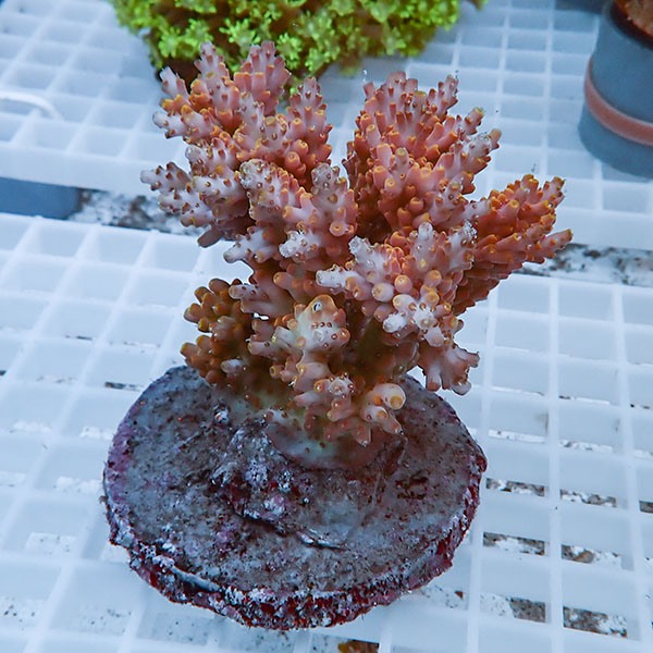 【サンゴ現物40】ブリードミドリイシ !15時までのご注文で当日発送 【ミドリイシ】(t214