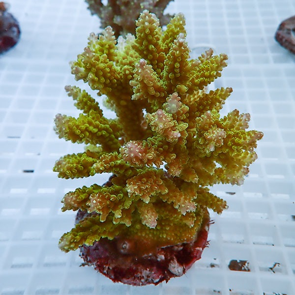 【サンゴ現物41】ブリードミドリイシ !15時までのご注文で当日発送 【ミドリイシ】(t214