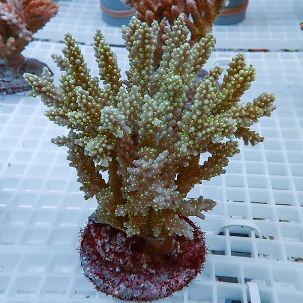 【サンゴ現物42】ブリードミドリイシ !15時までのご注文で当日発送 【ミドリイシ】(t214