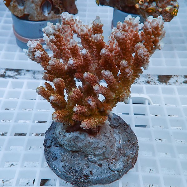 【サンゴ現物43】ブリードミドリイシ !15時までのご注文で当日発送 【ミドリイシ】(t214