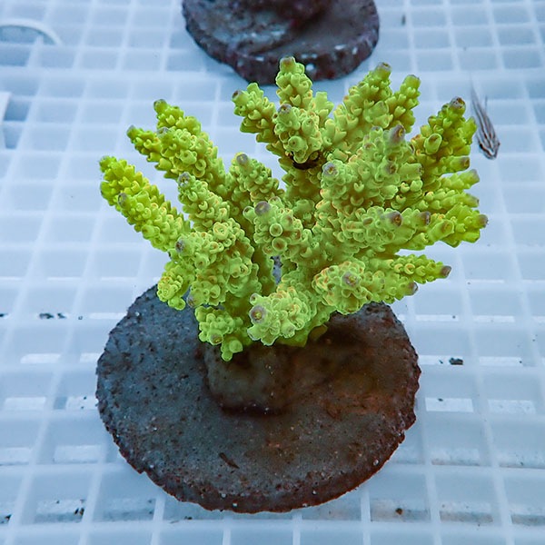 【サンゴ現物44】ブリードミドリイシ!15時までのご注文で当日発送 【ミドリイシ】(t214