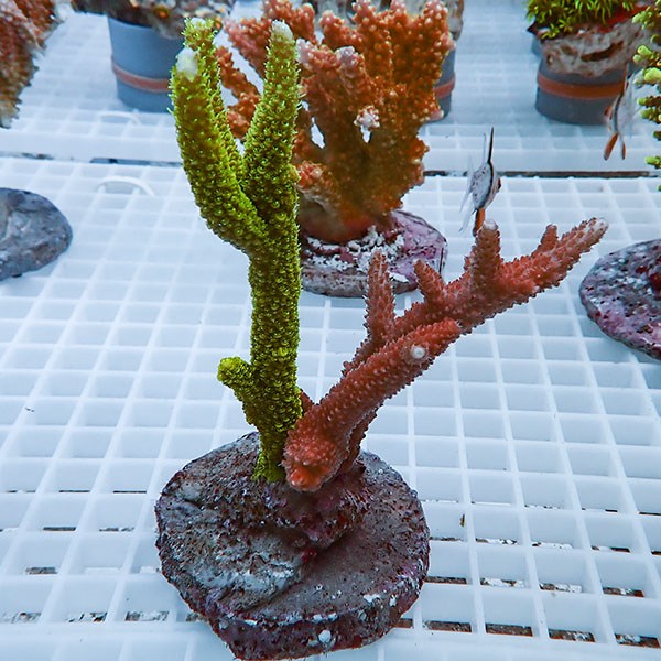 【サンゴ現物45】ブリードミドリイシ!15時までのご注文で当日発送 【ミドリイシ】(t214