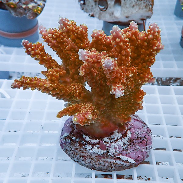 【サンゴ現物46】ブリードミドリイシ !15時までのご注文で当日発送 【ミドリイシ】(t214