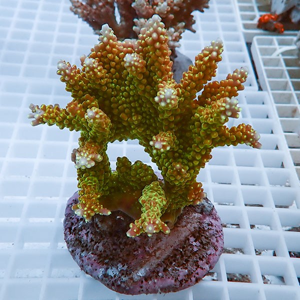 【サンゴ現物47】ブリードミドリイシ!15時までのご注文で当日発送 【ミドリイシ】(t214