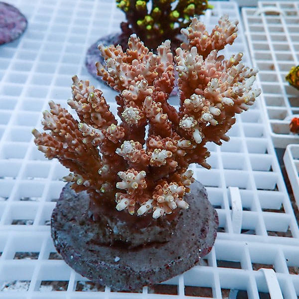 【サンゴ現物48】ブリードミドリイシ !15時までのご注文で当日発送 【ミドリイシ】(t214