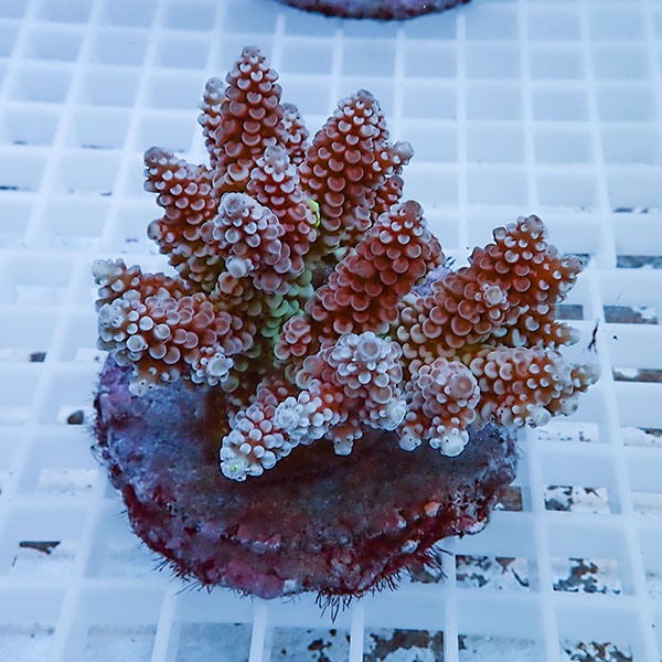 【サンゴ現物50】ブリードミドリイシ !15時までのご注文で当日発送 【ミドリイシ】(t214