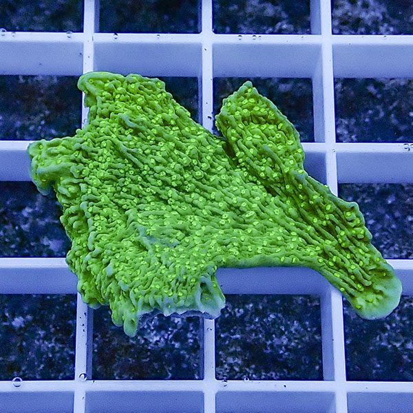 【サンゴ現物1】ウスコモンサンゴ ! 15時までのご注文で当日発送【コモンサンゴ】(t214