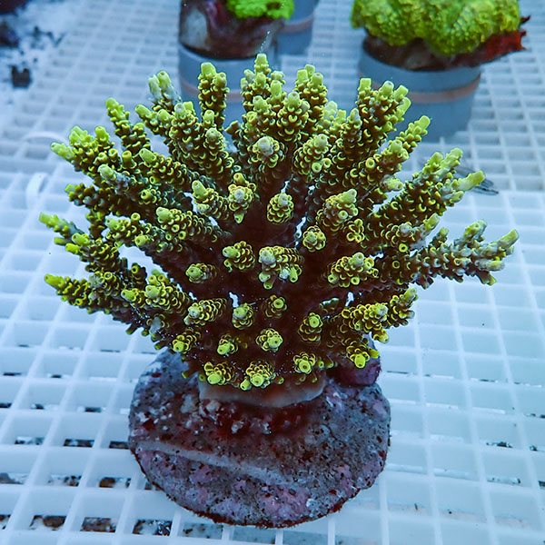 【サンゴ現物51】ブリードミドリイシ!15時までのご注文で当日発送 【ミドリイシ】(t214