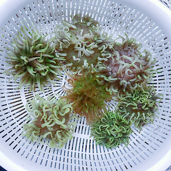 【サンプル】ロングテンタクルアネモネ 8～15cm±開き方で幅あり!15時までのご注文で当日発送(t213