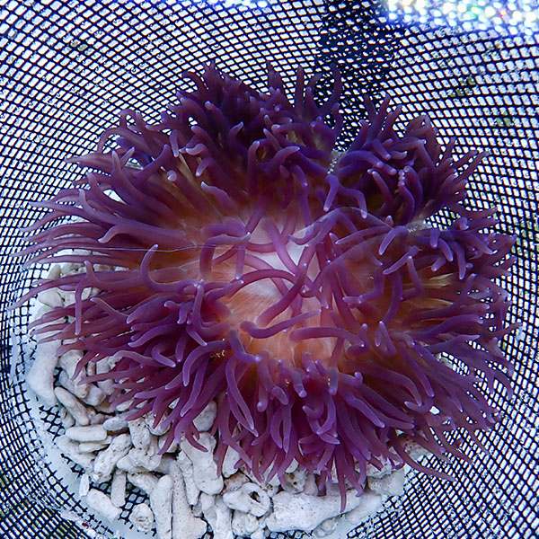 【現物】ロングテンタクル　パープル 15-20cm±!15時までのご注文で当日発送(t213