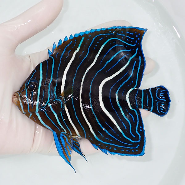 【現物1】サザナミヤッコ 13cm±!海水魚 ヤッコ 15時までのご注文で当日発送(t111(t207