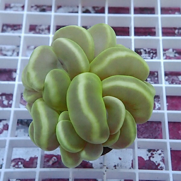 【サンゴ現物1】バブルコーラル!ミズタマサンゴ 15時までのご注文で当日発送　【サンゴ】(t141