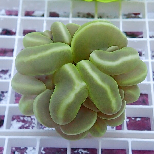 【サンゴ現物2】バブルコーラル!ミズタマサンゴ 15時までのご注文で当日発送　【サンゴ】(t141