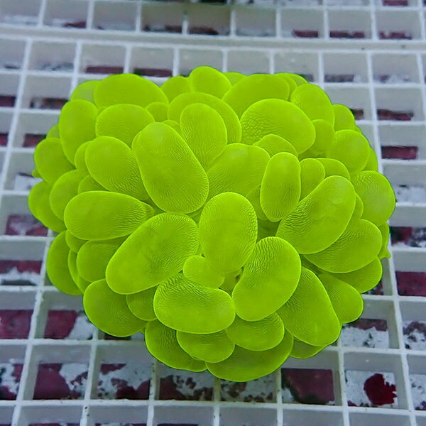 【サンゴ現物3】バブルコーラル!ミズタマサンゴ 15時までのご注文で当日発送　【サンゴ】(t141