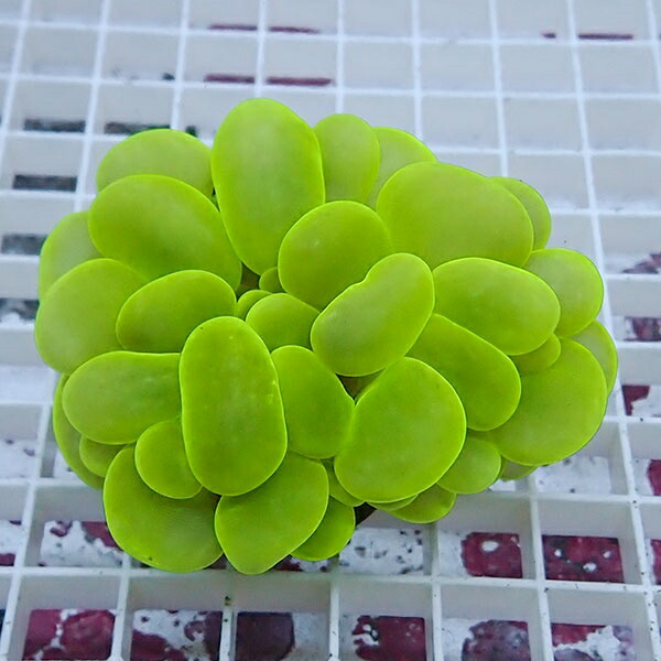 【サンゴ現物4】バブルコーラル!ミズタマサンゴ 15時までのご注文で当日発送　【サンゴ】(t141