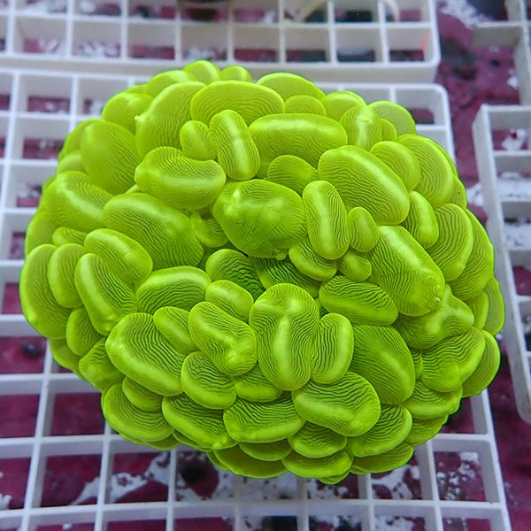 【サンゴ現物5】バブルコーラル!ミズタマサンゴ 15時までのご注文で当日発送　【サンゴ】(t141