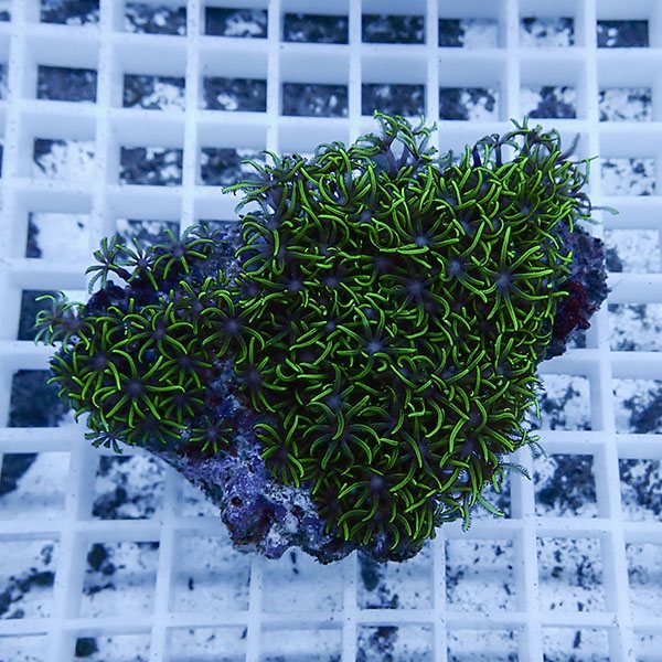 【サンゴ現物7】スターポリプ!15時までのご注文で当日発送 【サンゴ】(t221