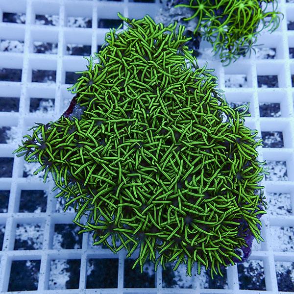 【サンゴ現物9】スターポリプ!15時までのご注文で当日発送 【サンゴ】(t221